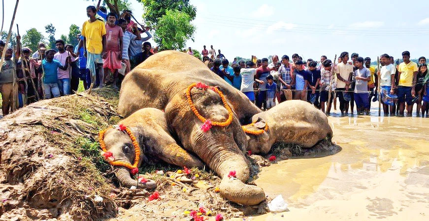 पश्चिम मेदिनीपुर में धान के खेत से मिले दो बच्चों समेत तीन हाथियों के शव, करंट लगने की आशंका