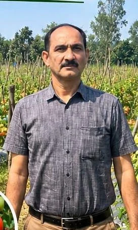 टमाटर की खेती बनी कमाई का ज़रिया, किसान शाहिद ने कमाए 1.20 लाख रुपये