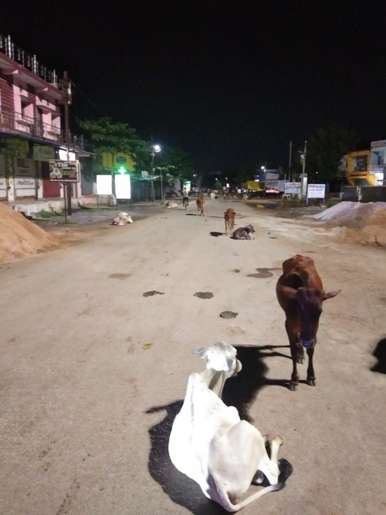 बिरगांव के उरकुरा में सड़कों पर बेकाबू गौवंश, शाम होते ही बढ़ता है हादसों का खतरा, प्रशासन बेखबर