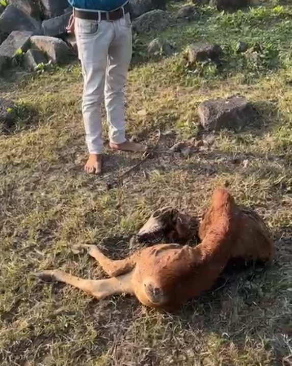 गौमाता की रक्षा के लिए जेल भी जाना स्वीकार है: लवकुश गुप्ता