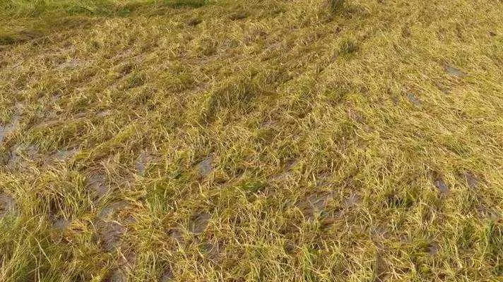 छह रुपये का मुआवजा पाकर फूट पड़ा किसान का गुस्सा