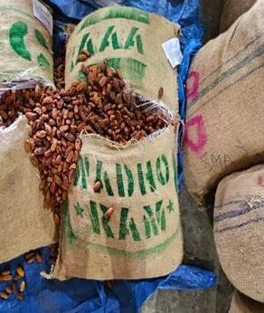 पाकिस्तानी खजूर की तस्करी का बड़ा नेटवर्क ध्वस्त