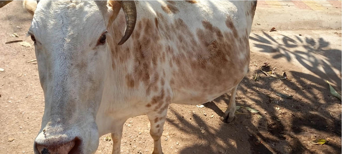 कांजी हाउस में बीमार जानवरों की मिलेगा बेहतर देखभाल: नगर निगम भिलाई की अनोखी पहल