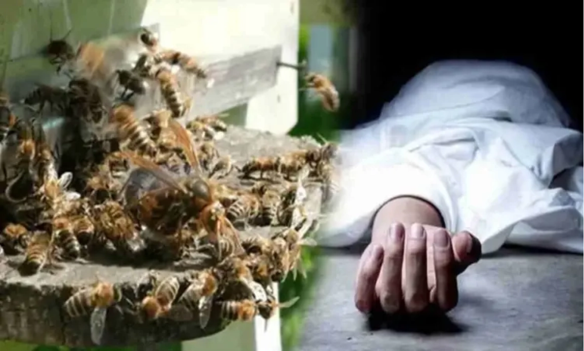 मधुमक्खी के हमले से व्यापारी की मौत, कई लोग घायल