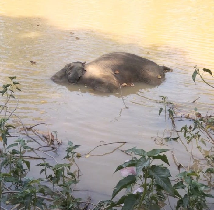 तालाब में डूबकर हाथी शावक की दर्दनाक मौत, वन विभाग ने संभाला मोर्चा