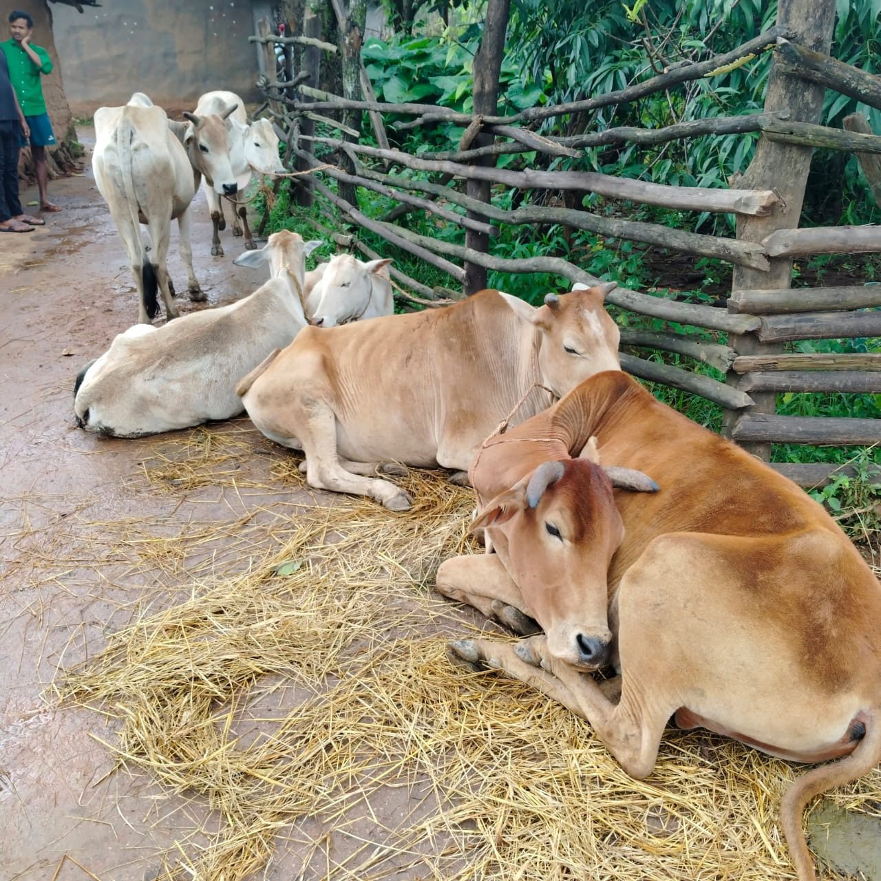 ‘ऑपरेशन शंखनाद’: जशपुर पुलिस ने तस्करों से छुड़ाईं 7 गौ माताएं