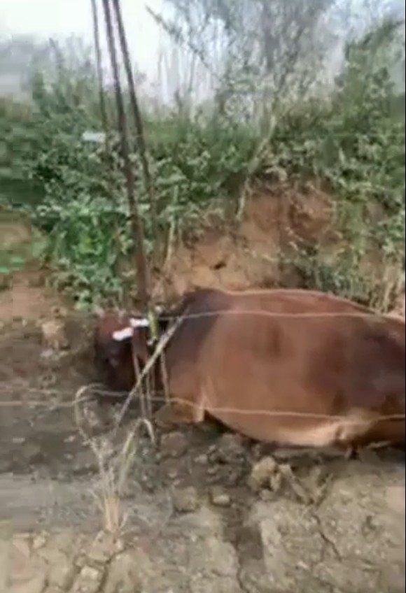 रायपुर के पचेड़ा में करंट लगने से गोवंश की मौत, युवा हिंदू महासभा ने सरपंच पर लगाया लापरवाही का आरोप