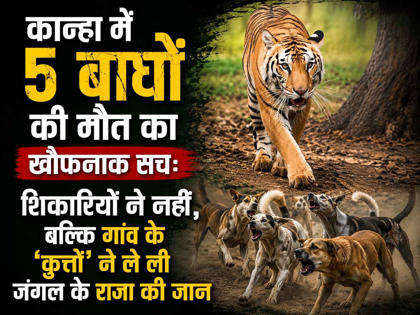 कान्हा में 5 बाघों की मौत का खौफनाक सच: शिकारियों ने नहीं, बल्कि गांव के 'कुत्तों' ने ले ली जंगल के राजा की जान