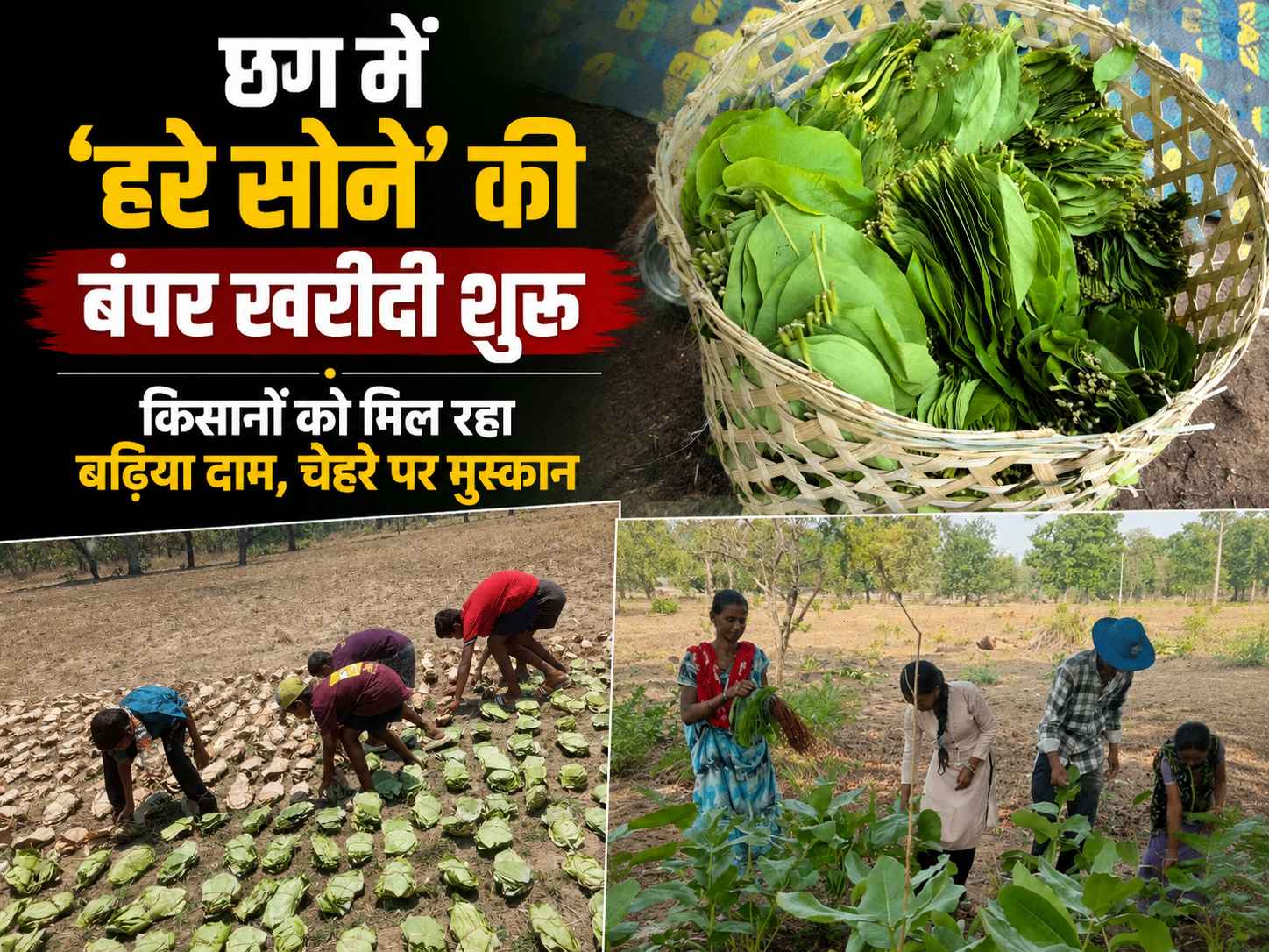 छग में 'हरे सोने' की बंपर खरीदी शुरू
