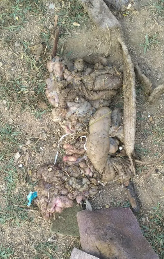 कचरे के ढेर में बोरे में बंद मिला गोवंश का शव, हिंदू संगठनों ने किया अंतिम संस्कार