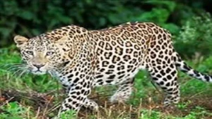 इंदौर 400 केवी सबस्टेशन में तेंदुए का रेस्क्यू अभियान
