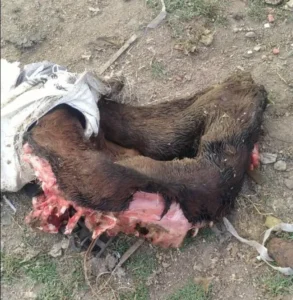 कचरे के ढेर में बोरे में बंद मिला गोवंश का शव, हिंदू संगठनों ने किया अंतिम संस्कार