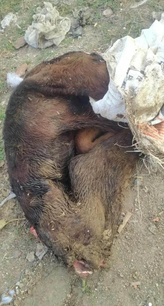 कचरे के ढेर में बोरे में बंद मिला गोवंश का शव, हिंदू संगठनों ने किया अंतिम संस्कार