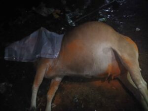रायपुर गाय करंट मौत