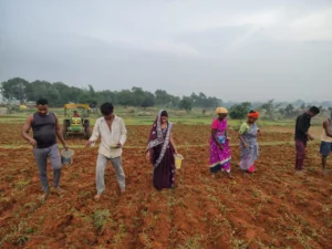 सरगुजा जिले में आत्मा योजना के तहत किसानों को मूंग के उन्नत बीज और तकनीकी मार्गदर्शन दिया जा रहा है। वैज्ञानिक पद्धति से बुवाई कर किसान अब बेहतर उत्पादन और अधिक आय की ओर अग्रसर हैं।